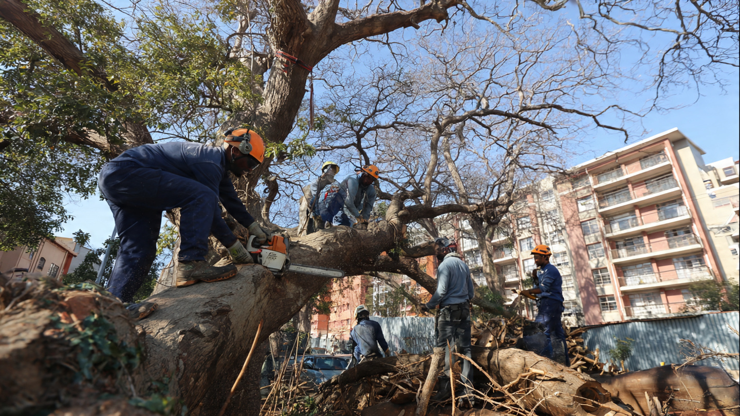 tree felling johannesburg tree felling johannesburg